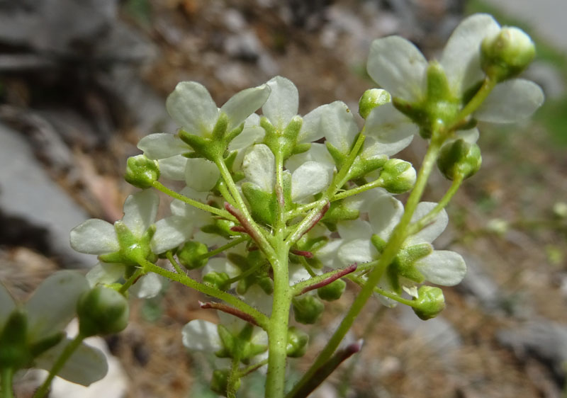 cfr. Saxifraga paniculata